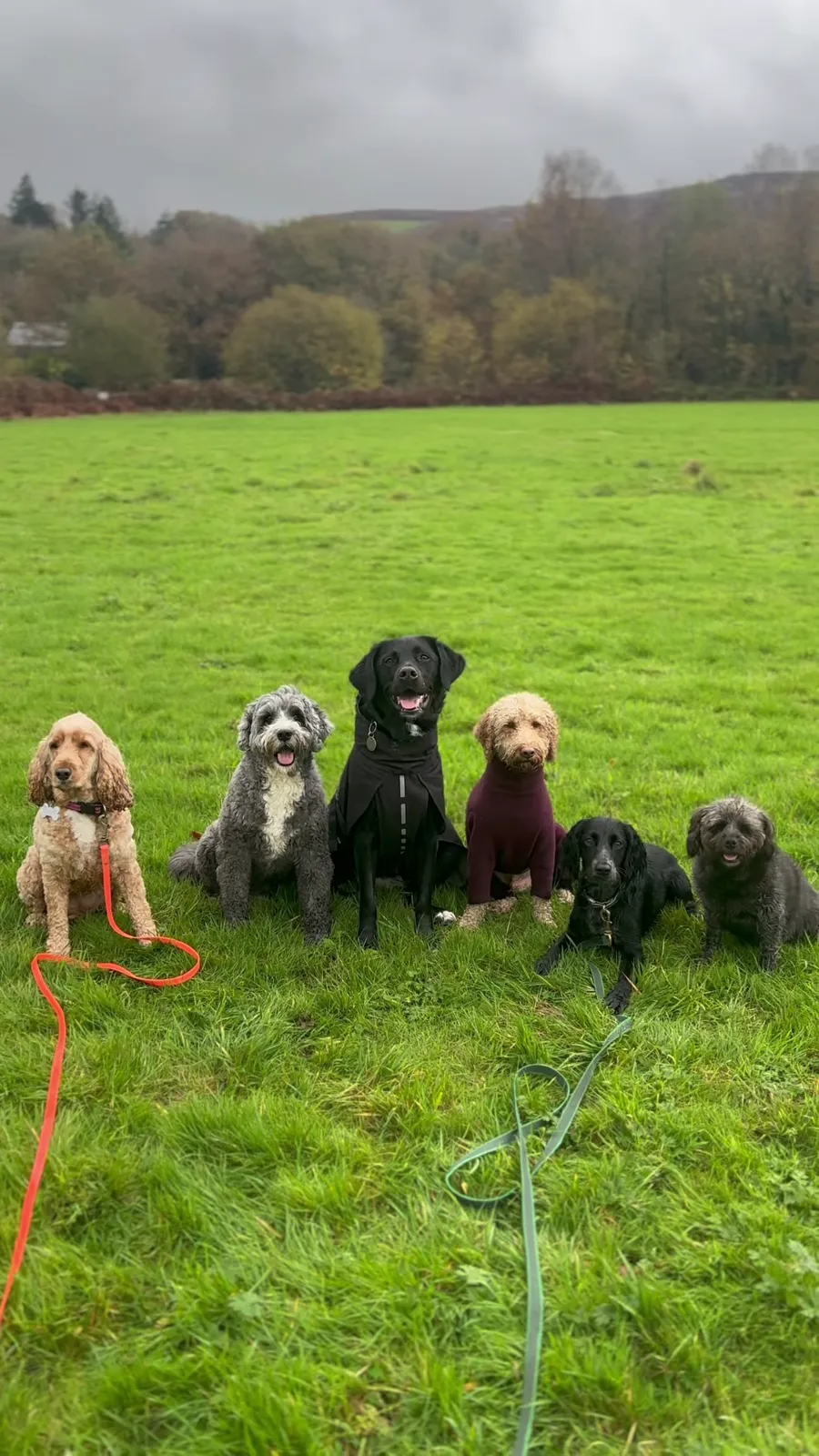 Six dogs sitting in a row on a grassy field