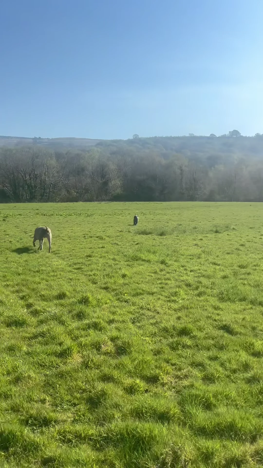 Two dogs crossing a sunlit grassy field
